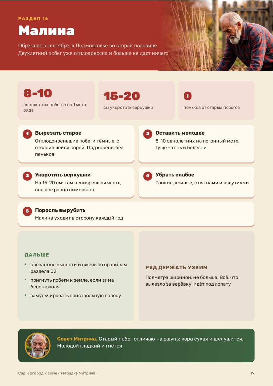 Страница тетрадки: обрезка малины осенью