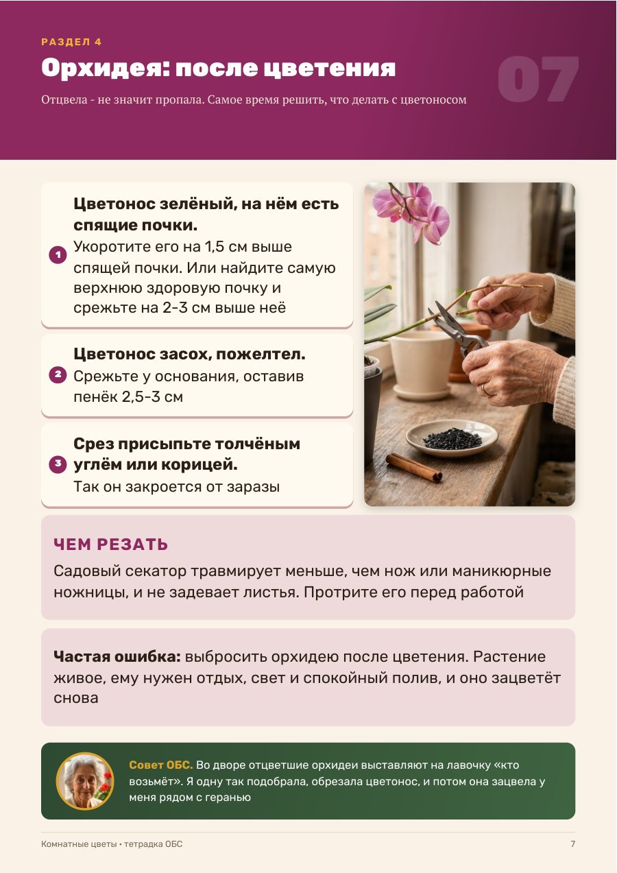 Страница тетрадки: что делать с орхидеей после цветения